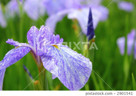 虹膜 掛川市 加茂 2901541