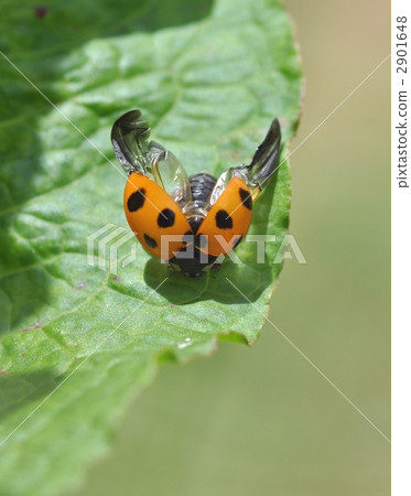 ladybug, ladybugs, bug 2901648