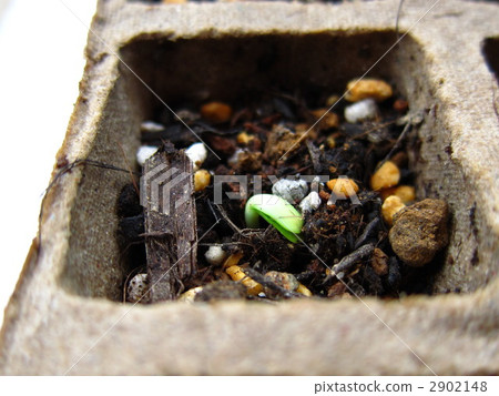 萌芽 嫩芽 發芽 2902148