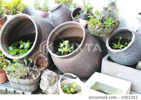 Suikarubo varnish Succulent 2902261