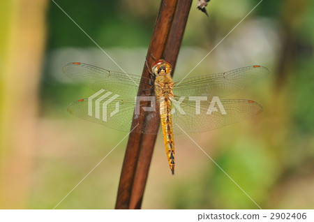 Thin feather yellow dragonfly 2902406