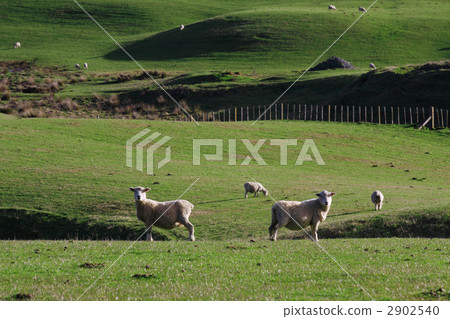 一隻羊 一隻羊 2902540