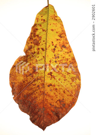 leaf  2902601