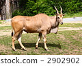 Eland 2902902