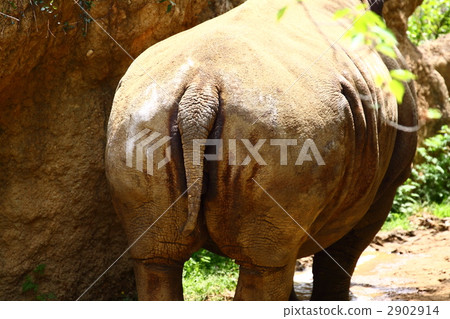 犀牛尾巴 犀牛尾巴 2902914