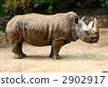 White rhino 2902917