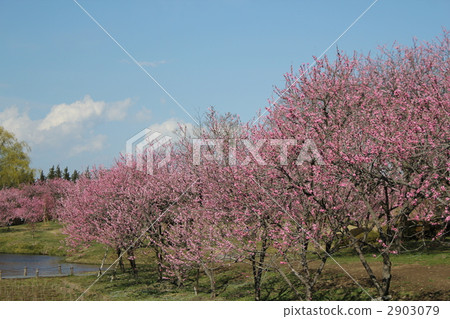 Peach blossoms Park in full bloom 2903079