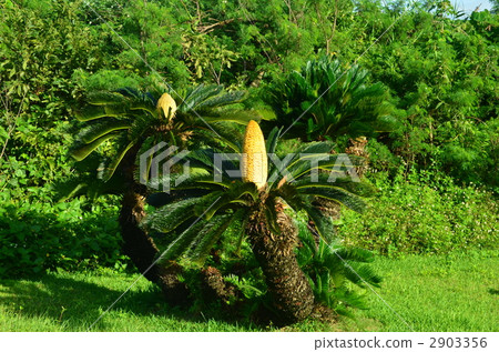 Thousand trees and fruits of Kohamajima Thousand trees and fruits of Kohamajima 2903356