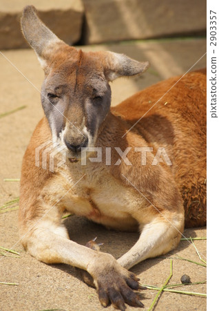Kangaroo Kangaroo 2903357