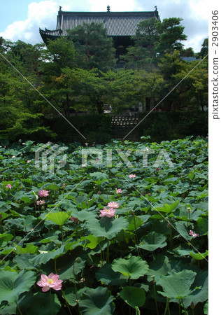 很多Tenpukuji 2903406