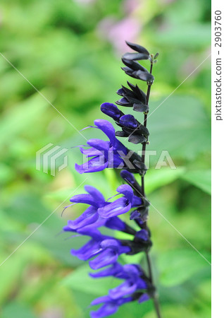 Sage 2903760