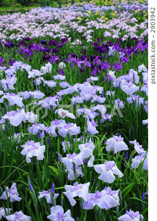 A group of irises A group of irises 2903942