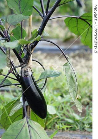 eggplant  2904060