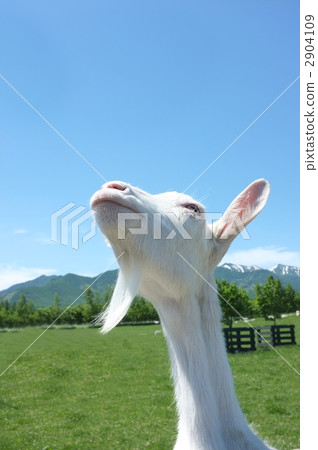 goat, goats, animal 2904109