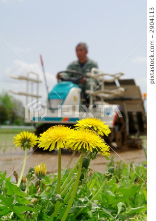 蒲公英和水稻種植景觀 蒲公英和水稻種植景觀 2904113