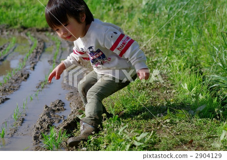 水稻種植景觀 水稻種植景觀 2904129