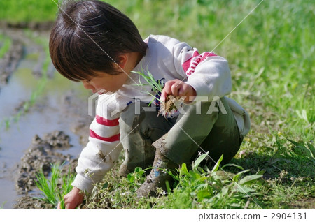 水稻種植景觀 2904131