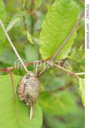 Mantis eggs 2904132