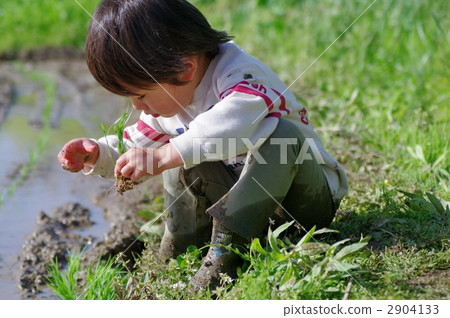 水稻種植景觀 2904133