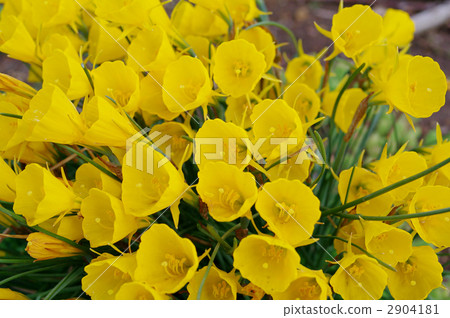 Petticoat daffodil 2904181