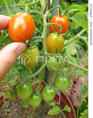 Mini tomatoes colored red 2904223