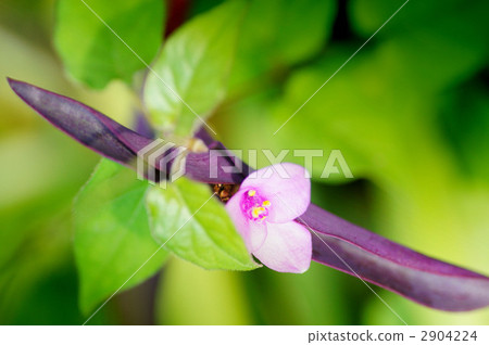 Murasakigoten Murasakigoten 2904224