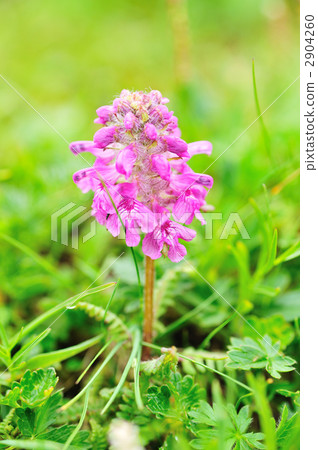 Hakusan Chidori 2904260