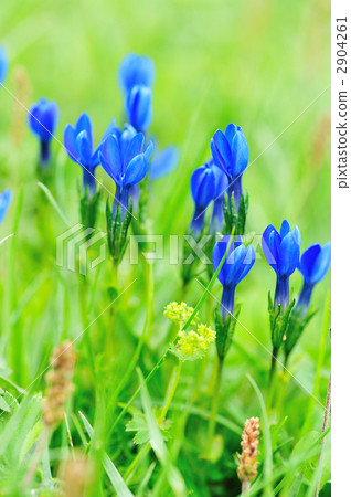 Miyama Lindau Miyama Lindau 2904261