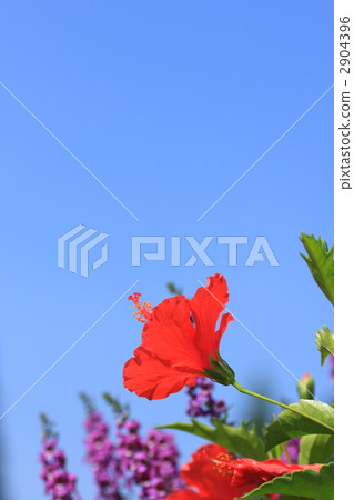 Blue sky and hibiscus 2904396