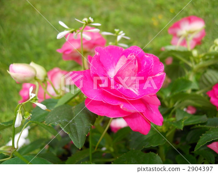 蘇丹鳳仙花 花朵 花 2904397