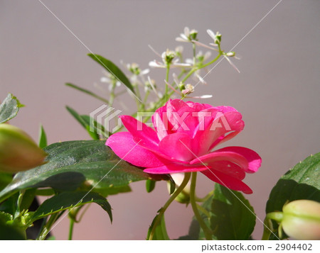 蘇丹鳳仙花 花朵 花 2904402