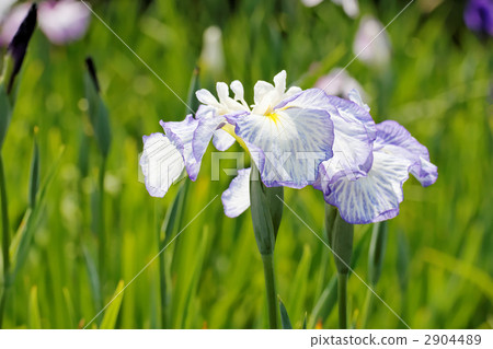 Unparalleled irises of purple rims on white petals · Tachida River Unparalleled irises of purple rims on white petals · Tachida River 2904489