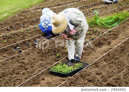 Granny doing agricultural work Granny doing agricultural work 2904491