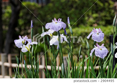 Bright Aochi color white iris places in white lanterns 3 iris flower irises · cranes 2904495