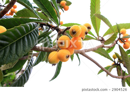 Loquat 2904526