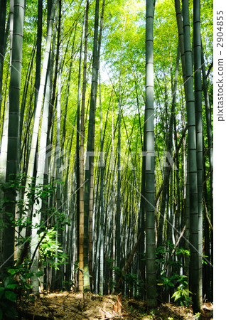 竹林天氣晴朗 2904855