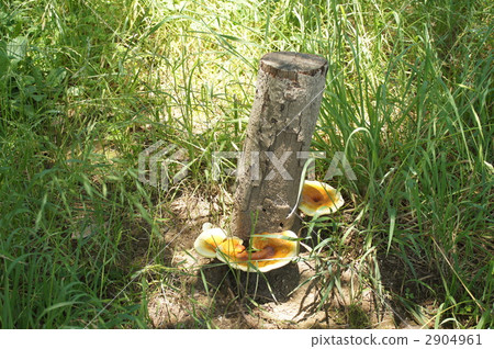 Monkey wormwood 2904961