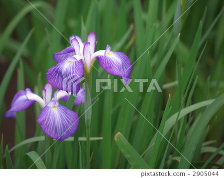 神樂女士湖Shogun花園 神樂女士湖Shogun花園 2905044