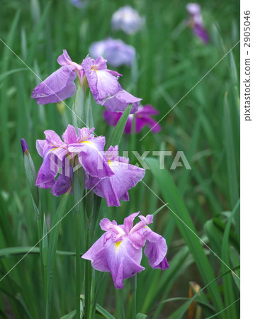 神樂女士湖Shogun花園 神樂女士湖Shogun花園 2905046