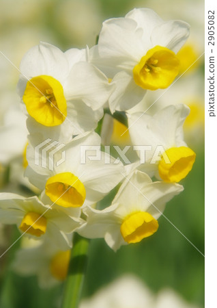 Narcissus flower 2905082
