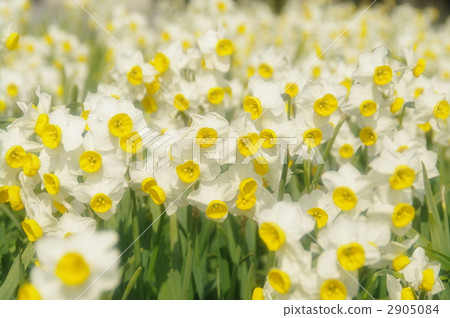 Narcissus flower 2905084