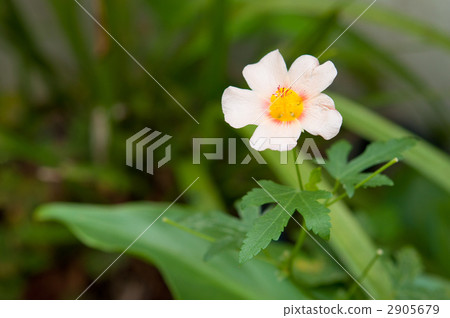 Flowers of Marba Strum Flowers of Marba Strum 2905679