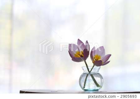 indoor, small flower, studio photography 2905693
