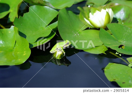 Japanese montana and water lilies Japanese montana and water lilies 2905814