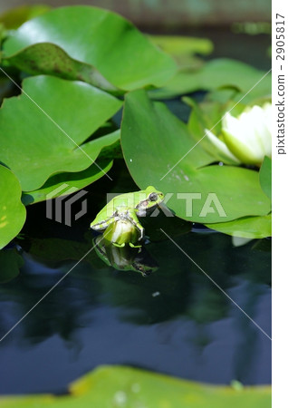 日本蒙大拿和睡蓮 2905817