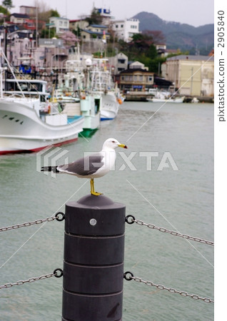 Kesennuma's landscape and seabirds 2905840