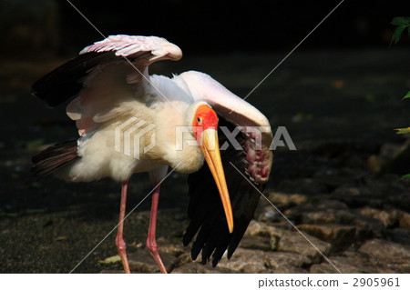 African aquarium (commonly known as Kibashikou) African aquarium (commonly known as Kibashikou) 2905961