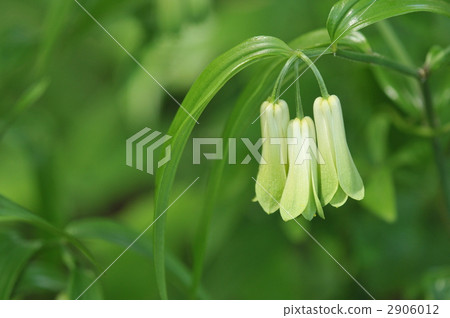 白百合雜~Hochakusou~ 白百合雜~Hochakusou~ 2906012