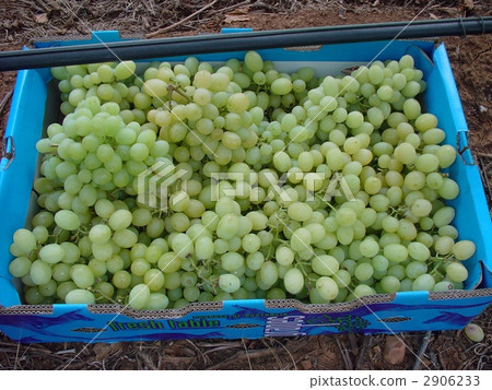 Grapes Grapes 2906233
