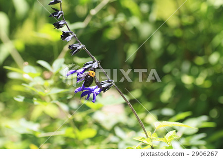 salvia genus, lamiaceae, labiatae 2906267